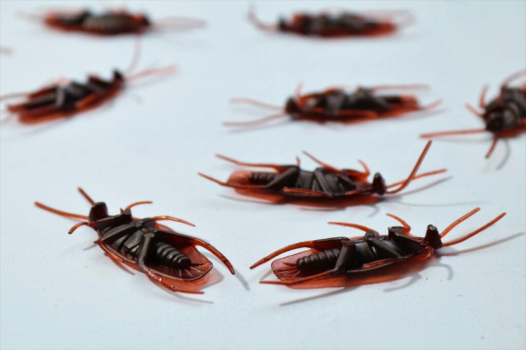 Close-up of several dead cockroaches on a white surface, showing the importance of good pest control to keep an apartment clean and pest-free.